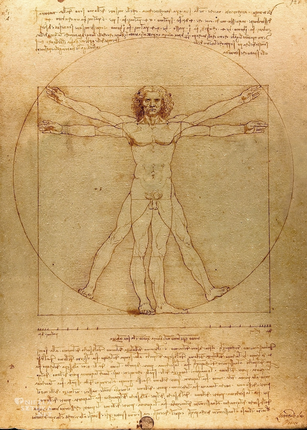 Leonardo da Vinci Człowiek Witruwiański