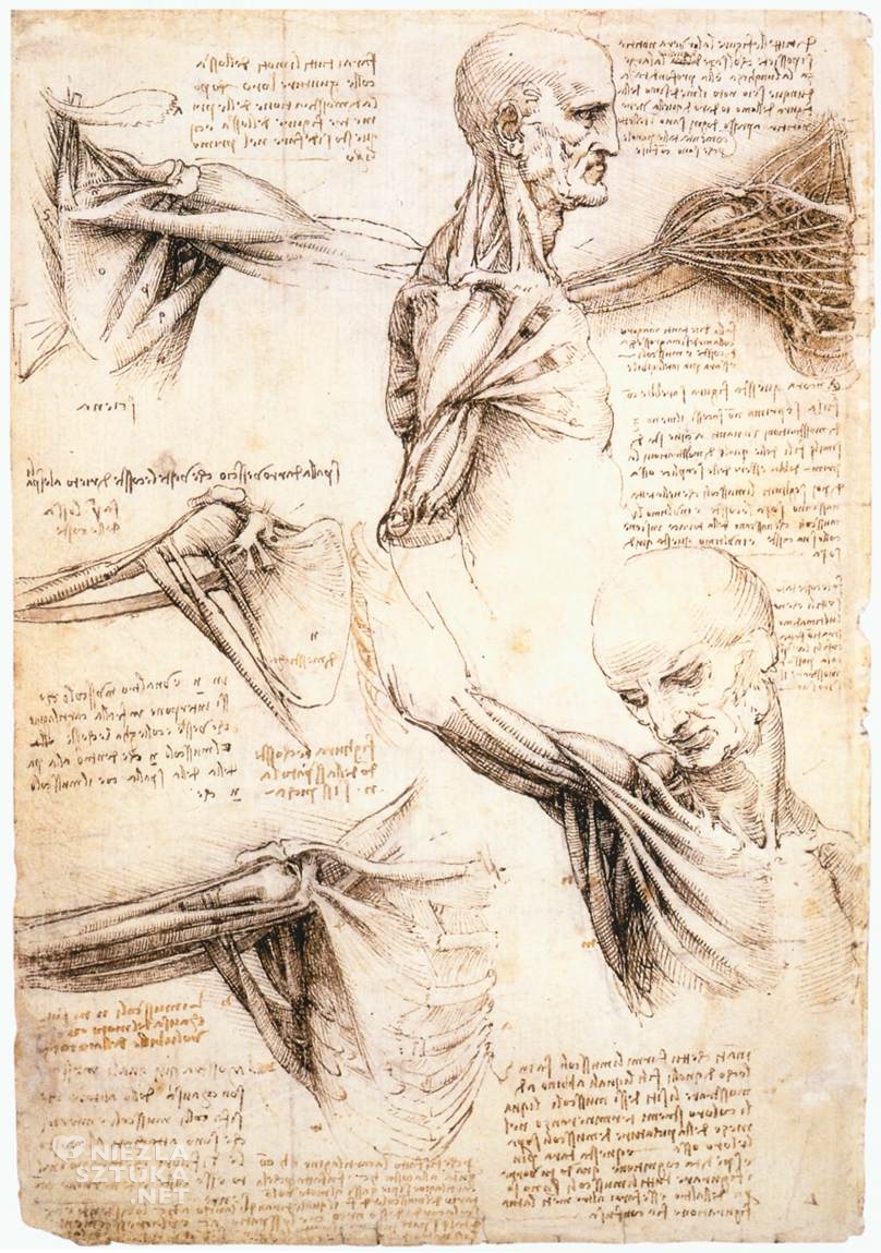 Leonardo da Vinci, Studium anatomiczne, szkic, sztuka włoska, sztuka renesansowa, niezła sztuka