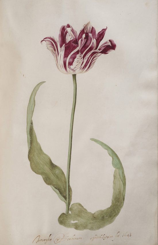 Judith Leyster, Studium tulipana, kobiety w sztuce, niezła sztuka