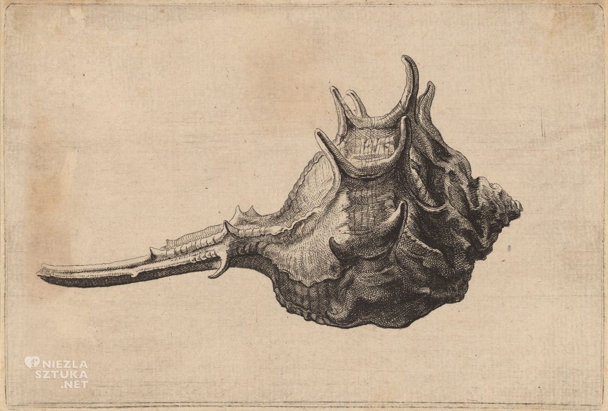 Vaclav Hollar, Muszla, rysunek, grafika, Czechy, Niezła Sztuka