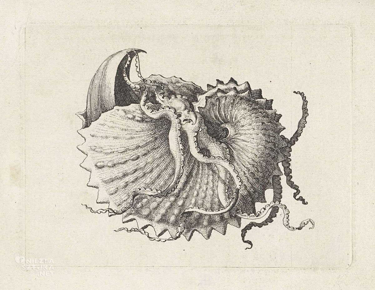 Vaclav Hollar, Muszla, ilustracja, Czechy, Niezła Sztuka