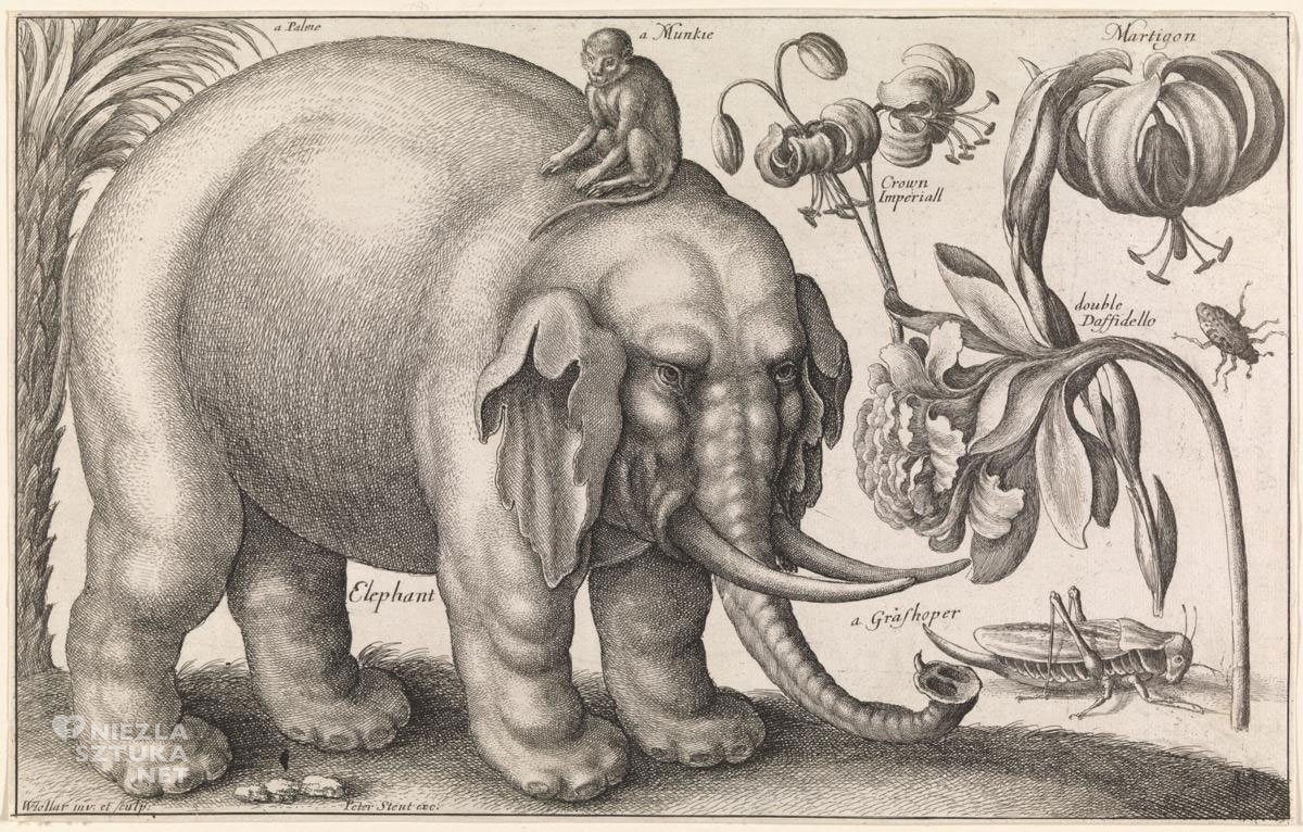 Vaclav Hollar, zwierzęta, rośliny, szkice, słoń, małpa, kwiaty, owady, Czechy, Niezła Sztuka