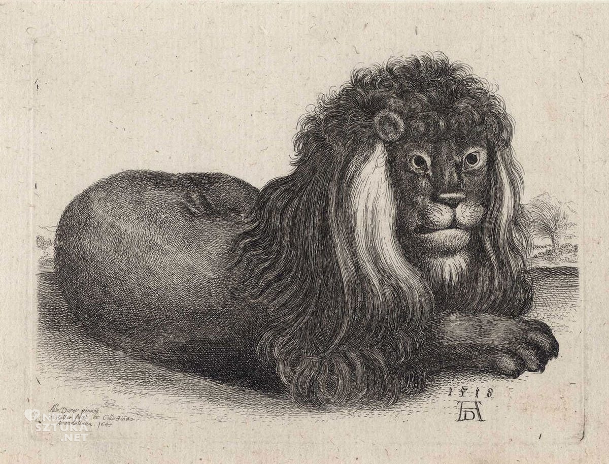 Vaclav Hollar, Odpoczywający lew, ilustracja, zwierzęta, Albrecht Dürer, Czechy, Niezła Sztuka