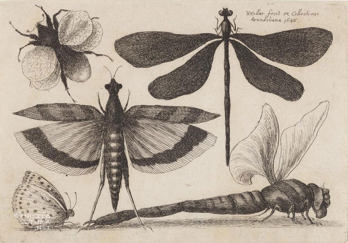 Vaclav Hollar, Ważki i trzmiel, owady, grafika, szkic, Niezła Sztuka