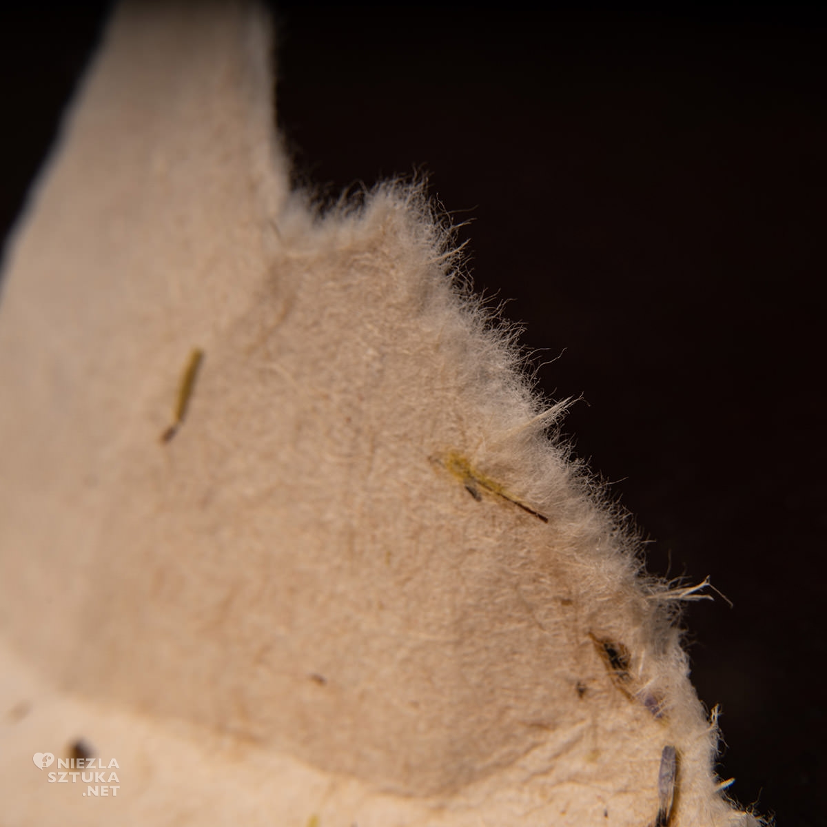 Agnieszka Andruszkiewicz, wywiad z artystą, artystka polska, papier, formy z papieru, sztuka polska, Niezła sztuka