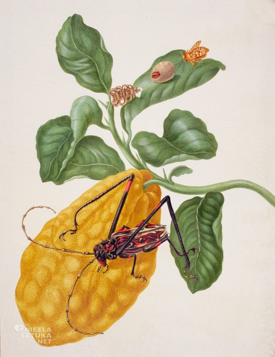 Maria Sibylla Merian, Citron with Monkey Slug Moth and Harlequin Beetle, biologia, owoce, insekty, rysunek, Niezła Sztuka