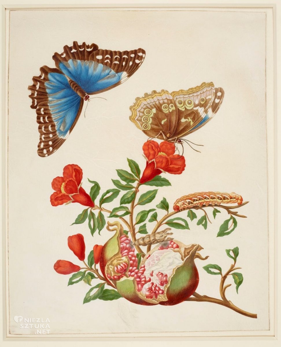Maria Sibylla Merian, Pomegranate and Menelaus Blue Morpho Butterfly, rysunek, biologia, Niezła Sztuka
