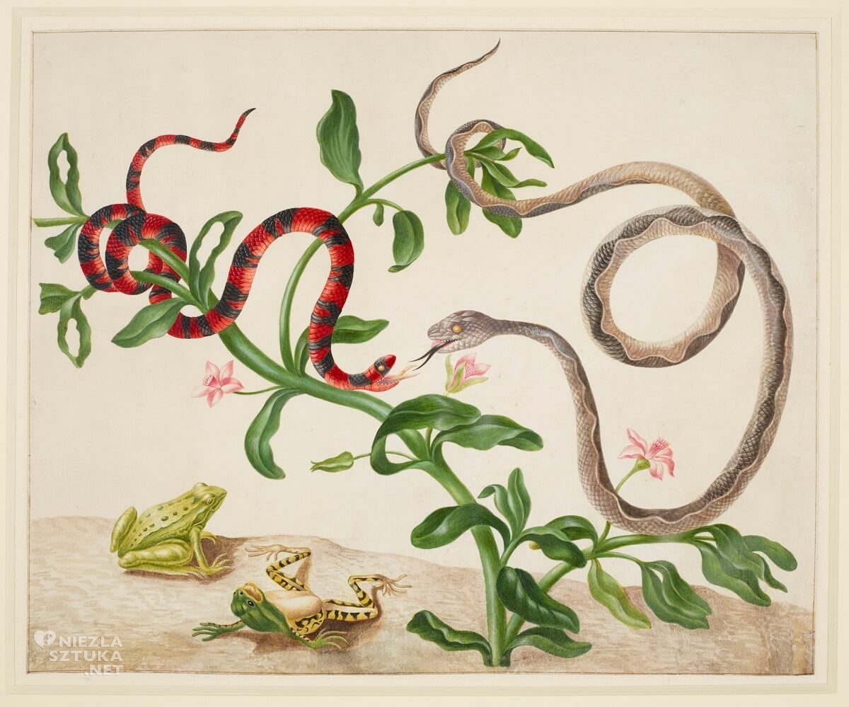 Maria Sibylla Merian,False Coral Snake, Banded Cat-Eyed Snake and frogs, rysunek, biologia, Niezła Sztuka