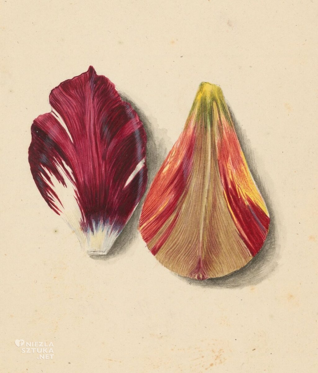 Maria Sybilla Merian, Płatki Tulipanów, kwiaty, ilustracja, Niezła Sztuka