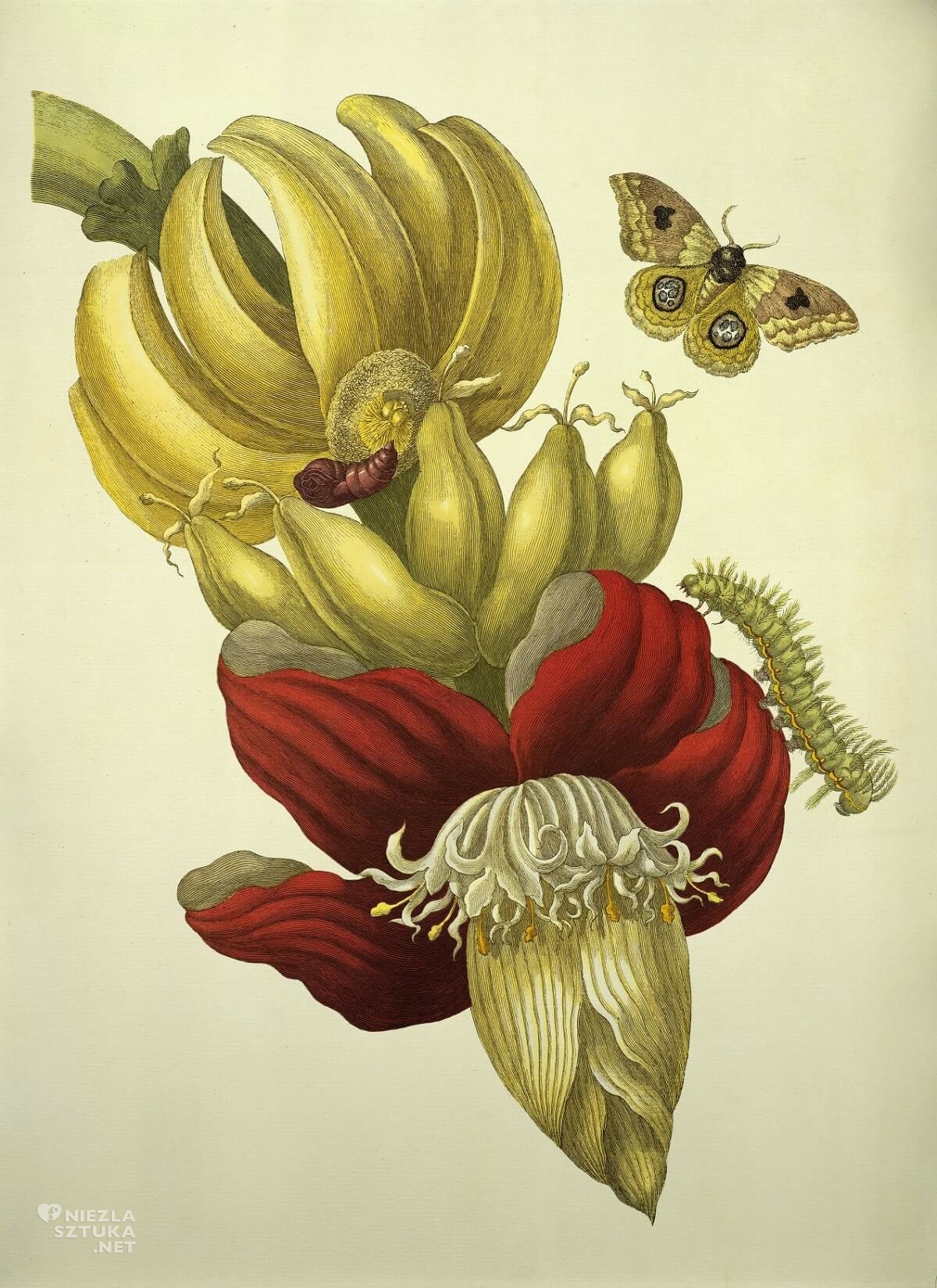 Maria Sibylla Merian, ilustracja, rysunek, biologia, przyroda, Metamorphosis, Niezła Sztuka