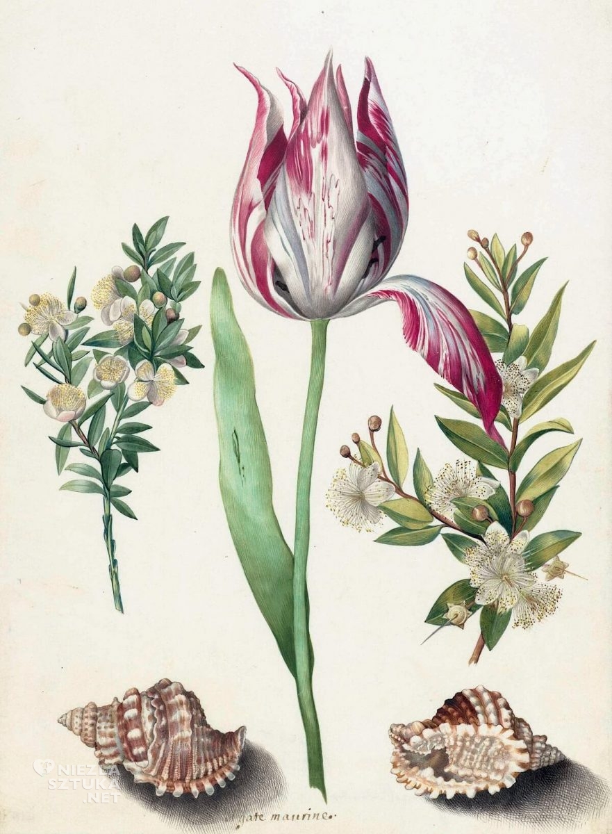 Maria Sibylla Merian, rysunek, Tulip, two Branches of Myrtle and two Shells, biologia, kwiaty, muszle, Niezła Sztuka