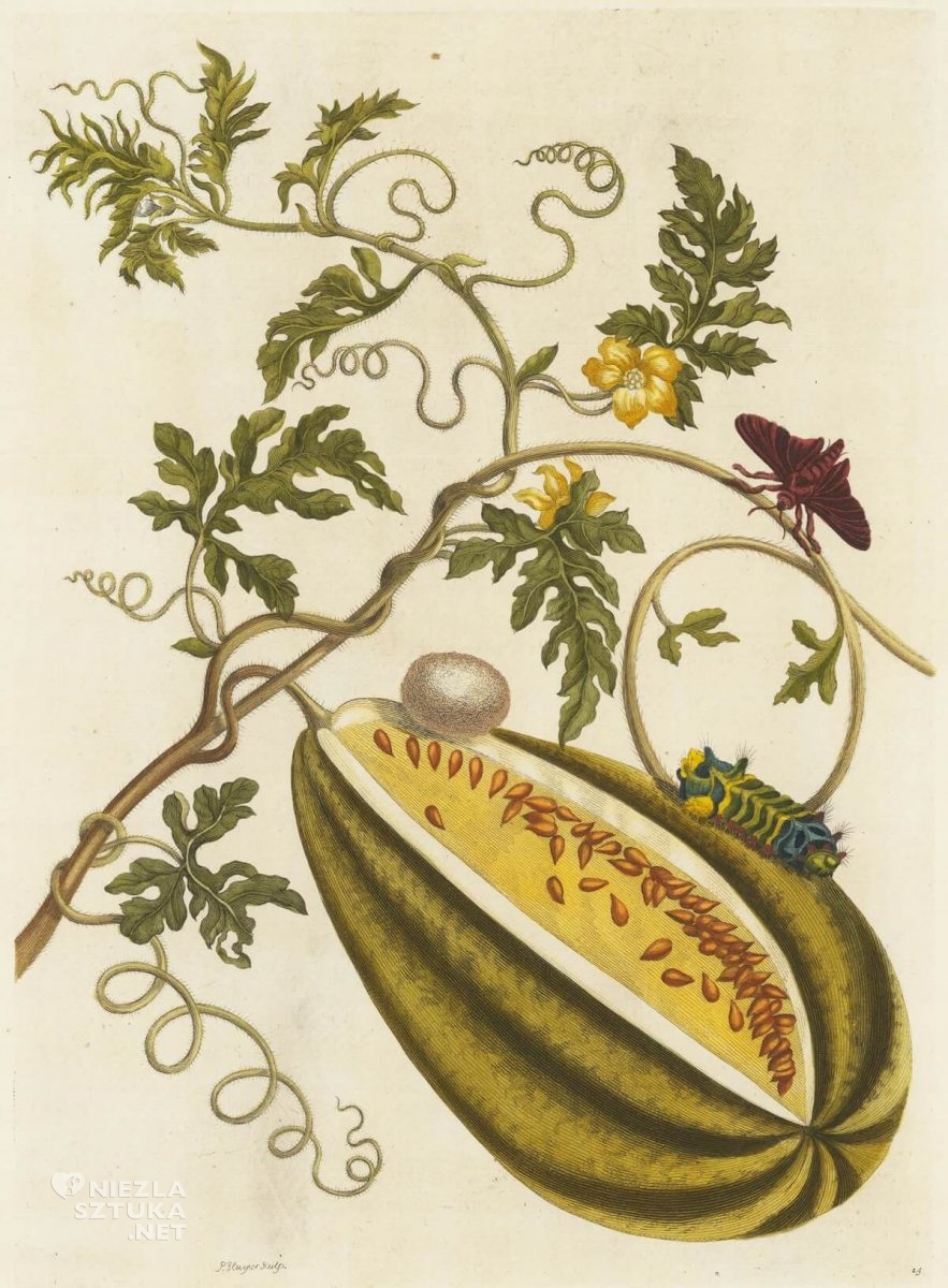 Maria Sibylla Merian, A Surinamese melon and insects from the book Insects of Suriname, rysunek, Niezła Sztuka
