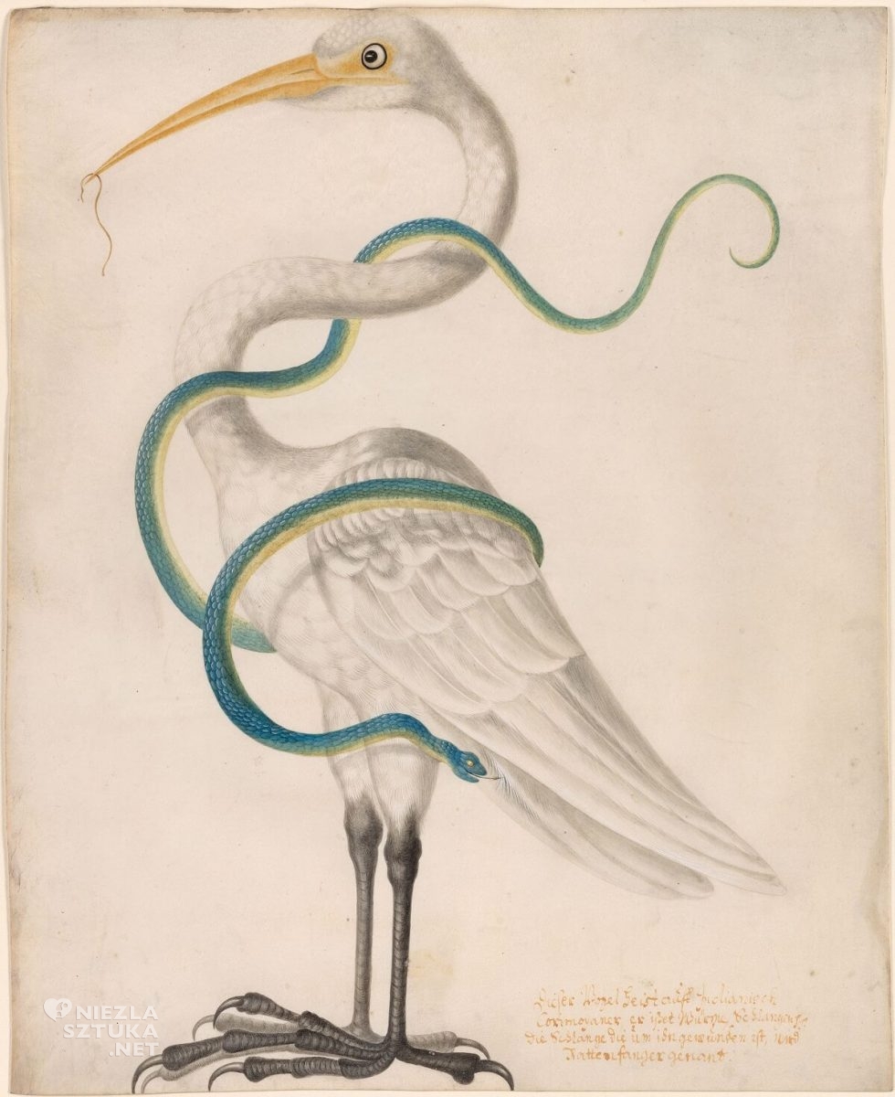 Maria Sibylla Merian, Heron Encircled by a Snake, zwierzęta, rysunek, Niezła Sztuka