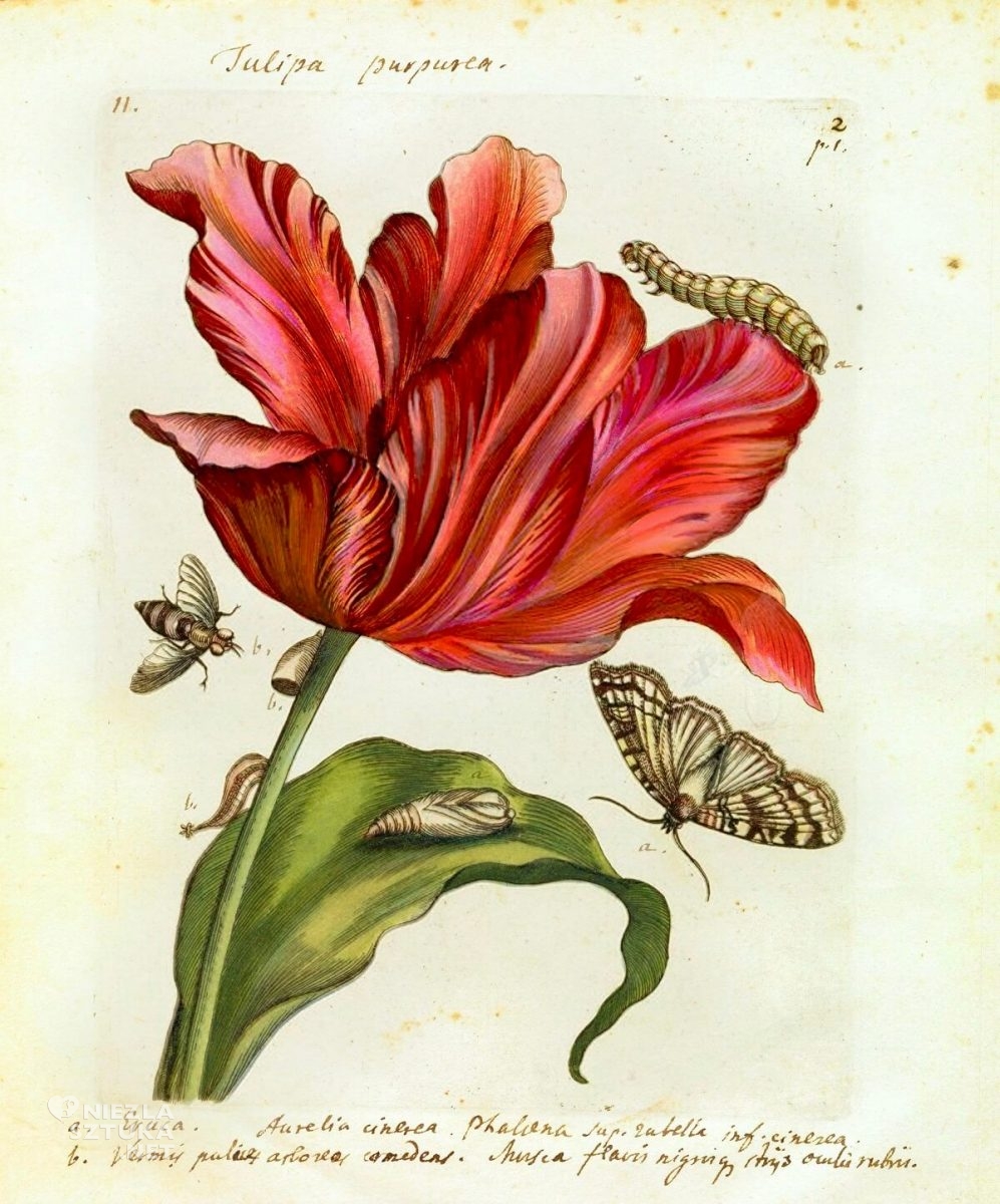 Maria Sibylla Merian, Tulipa Purpurea, rysunek, kwiaty, tulipan, Niezła Sztuka