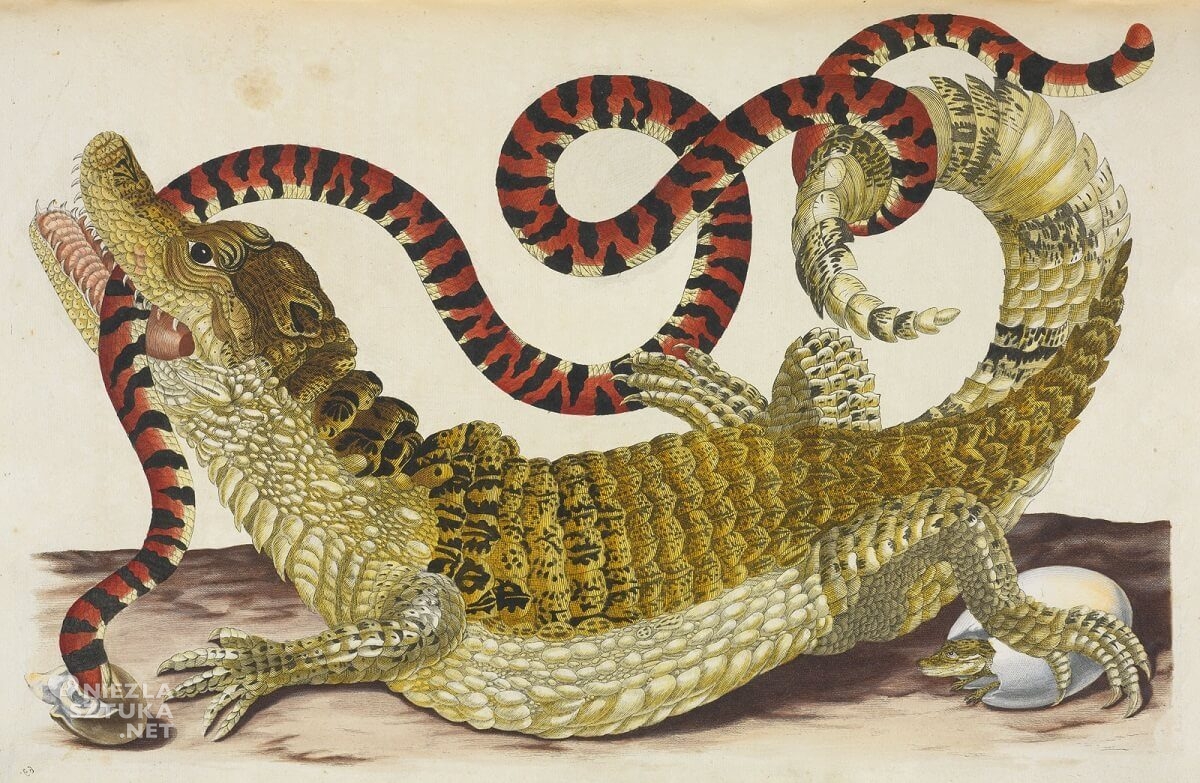 Maria Sibylla Merian, Common or Spectacled Caiman with South American False Coral Snake, rysunek, zwierzęta, Niezła Sztuka