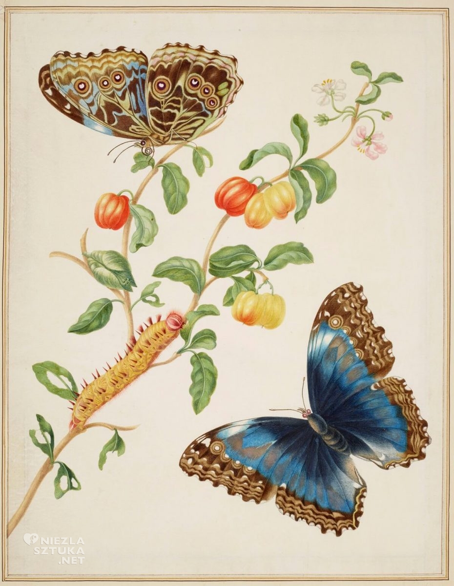 Maria Sibylla Merian, biologia, branch of West Indian Cherry with Achilles Morpho Butterfly, rysunek, Niezła Sztuka