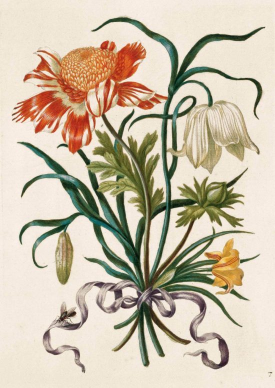 Maria Sibylla Merian, Anemone, The New Book of Flowers, rysunek, biologia, kwiaty, Niezła Sztuka