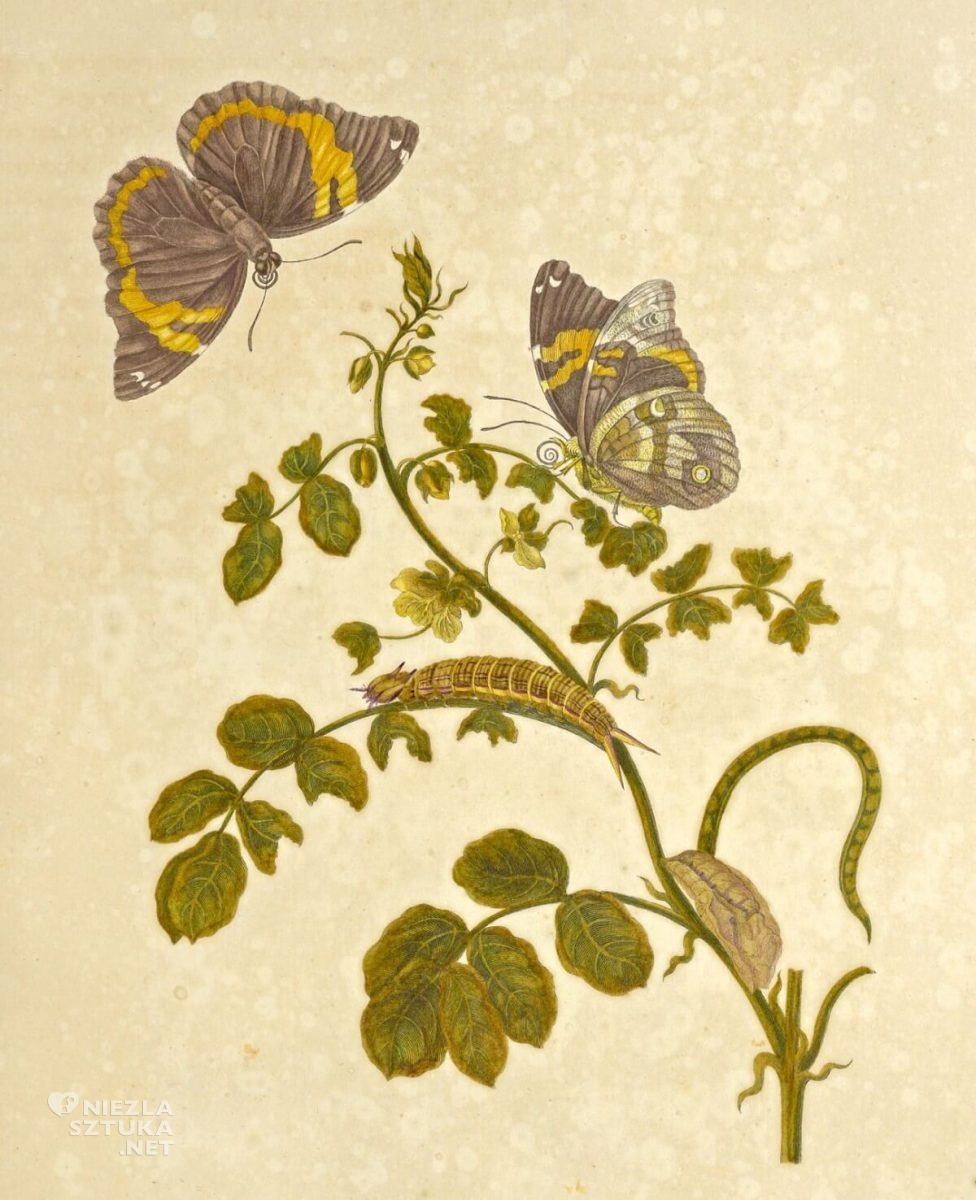 Maria Sibylla Merian, Opsiphanes cassina merianae, rysunek, biologia, Niezła Sztuka