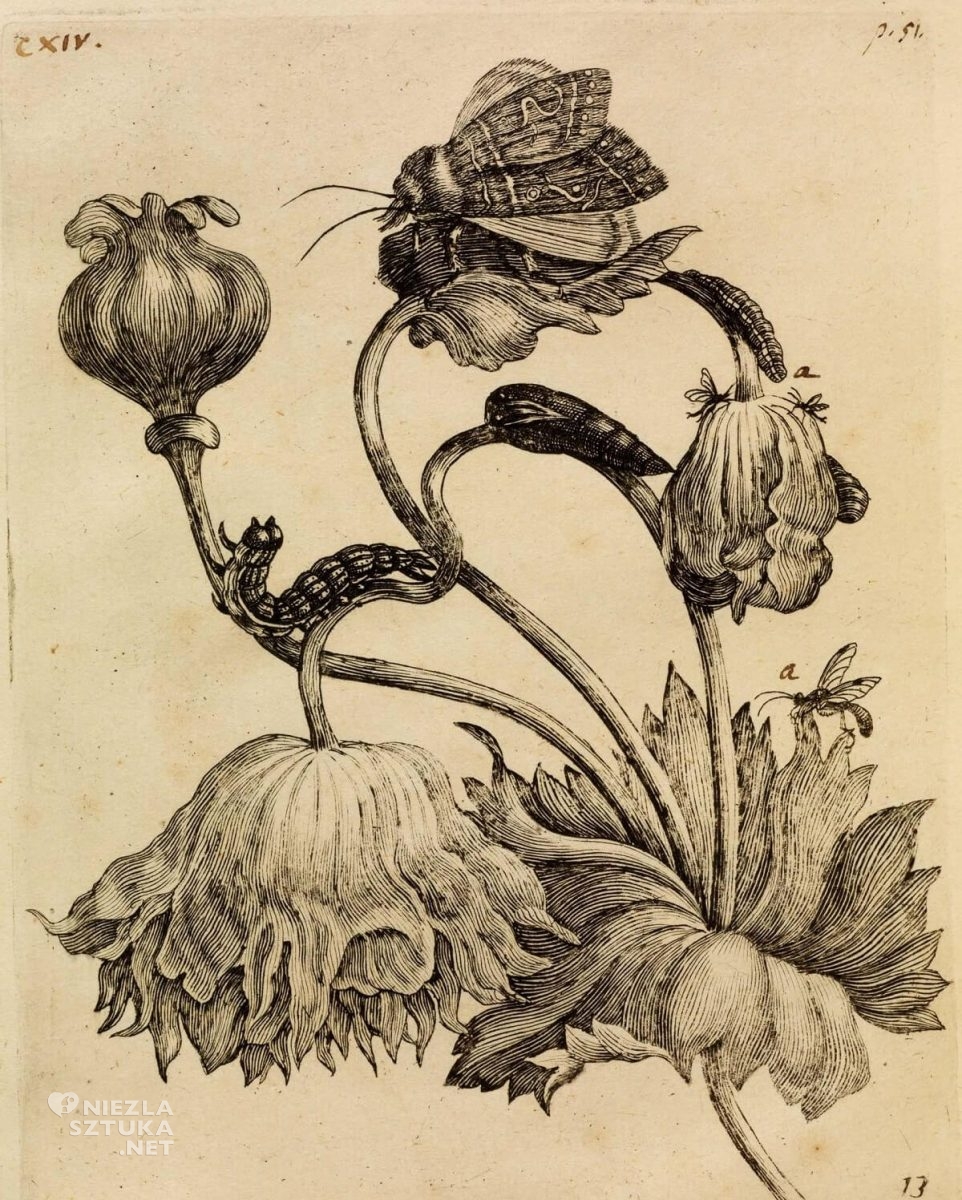 Maria Sibylla Merian, Erucarum ortus, rysunek, szkic, biologia, Niezła Sztuk