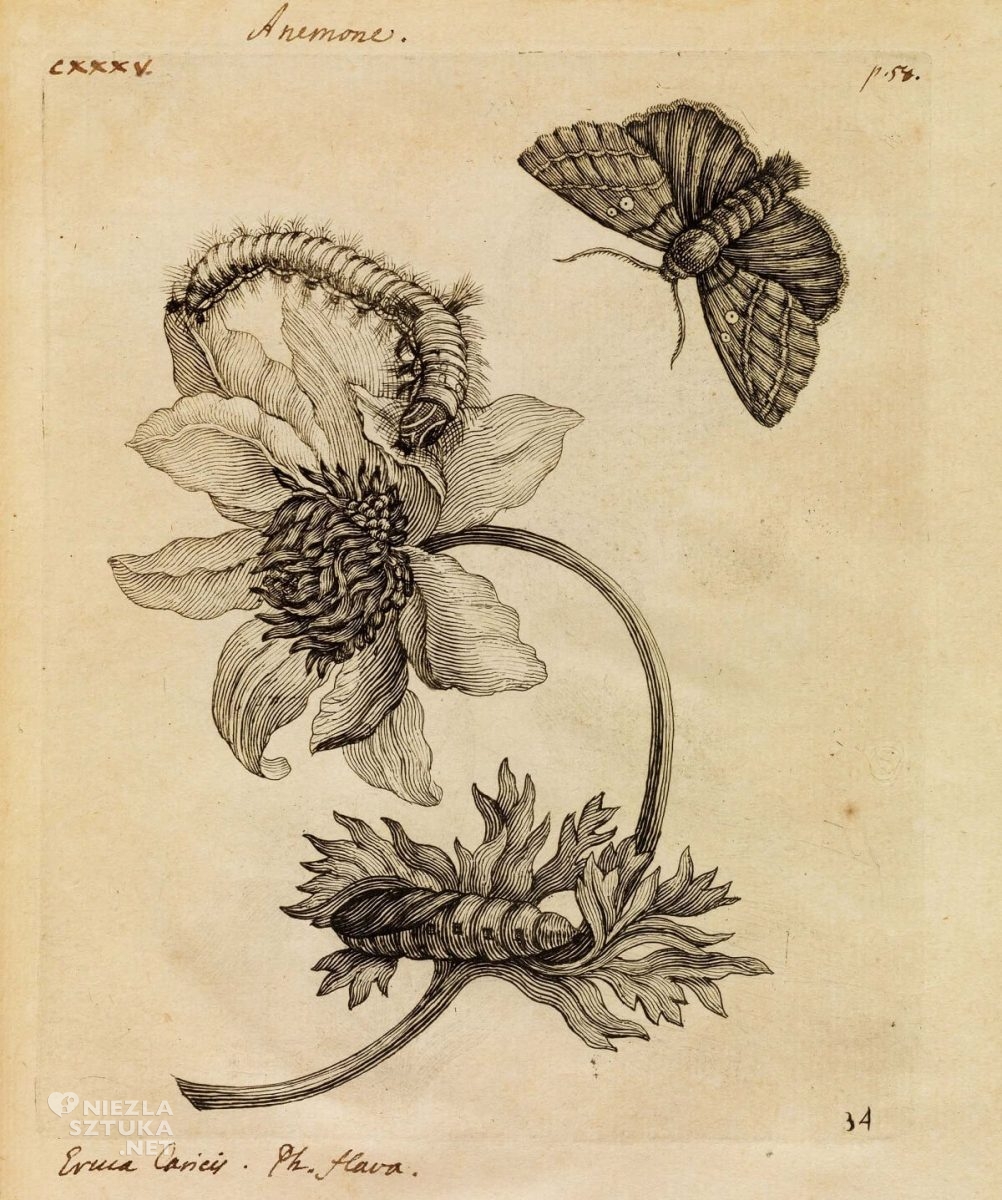 Maria Sibylla Merian, Erucarum ortus, szkic, rysunek, Niezła Sztuka