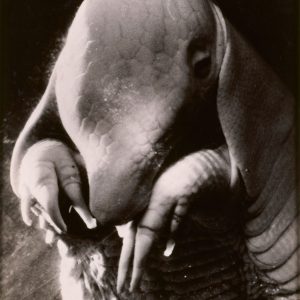 Dora Maar, Portret Ubu, fotografia, Niezła Sztuka