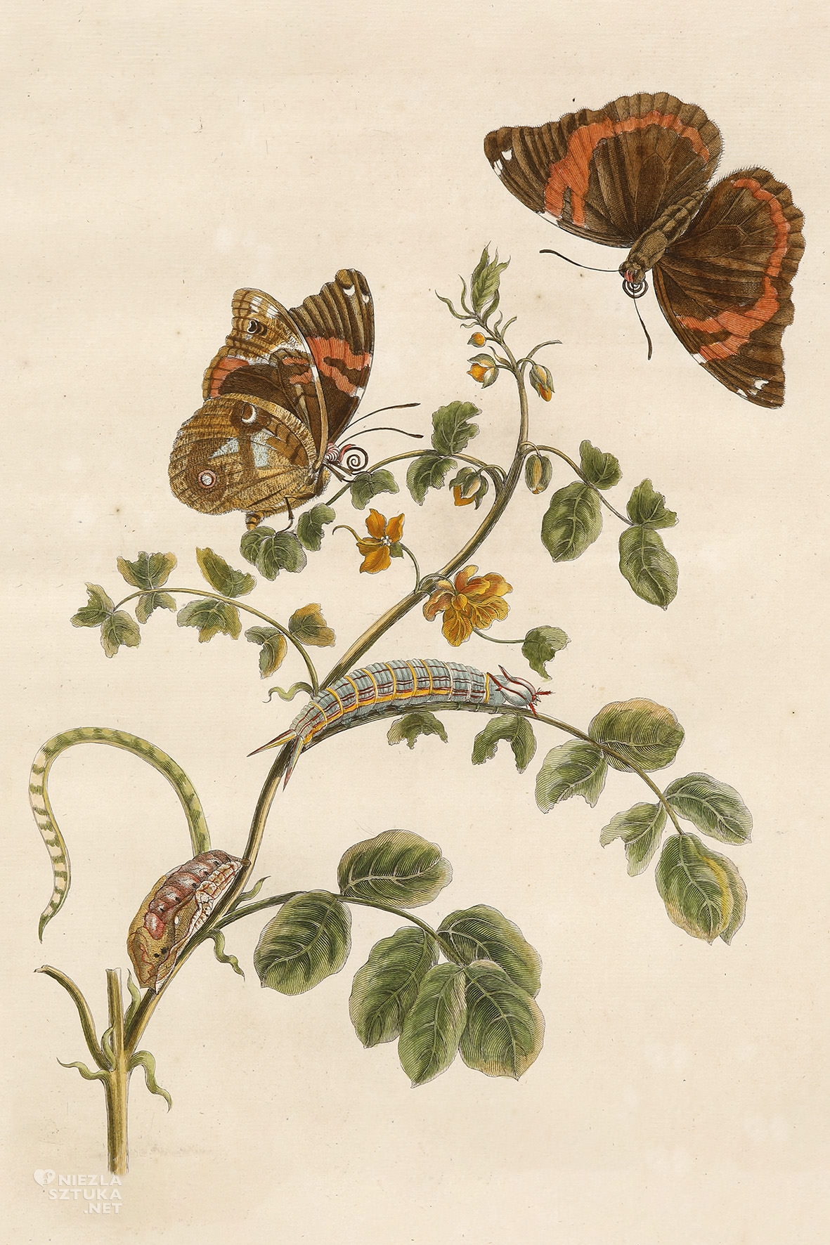 Maria Sibylla Merian, Muzeum Manggha, Kraków, Niezła sztuka