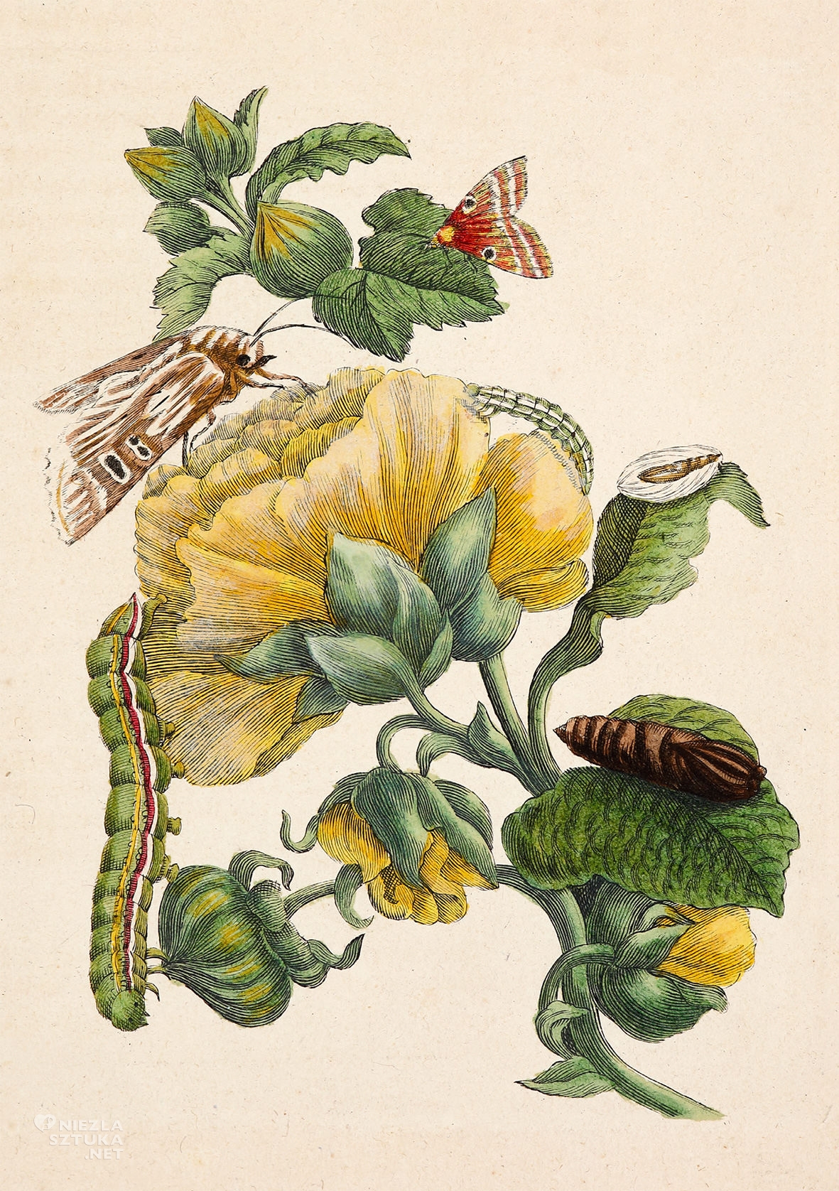 Maria Sibylla Merian, Muzeum Manggha, Kraków, Niezła sztuka
