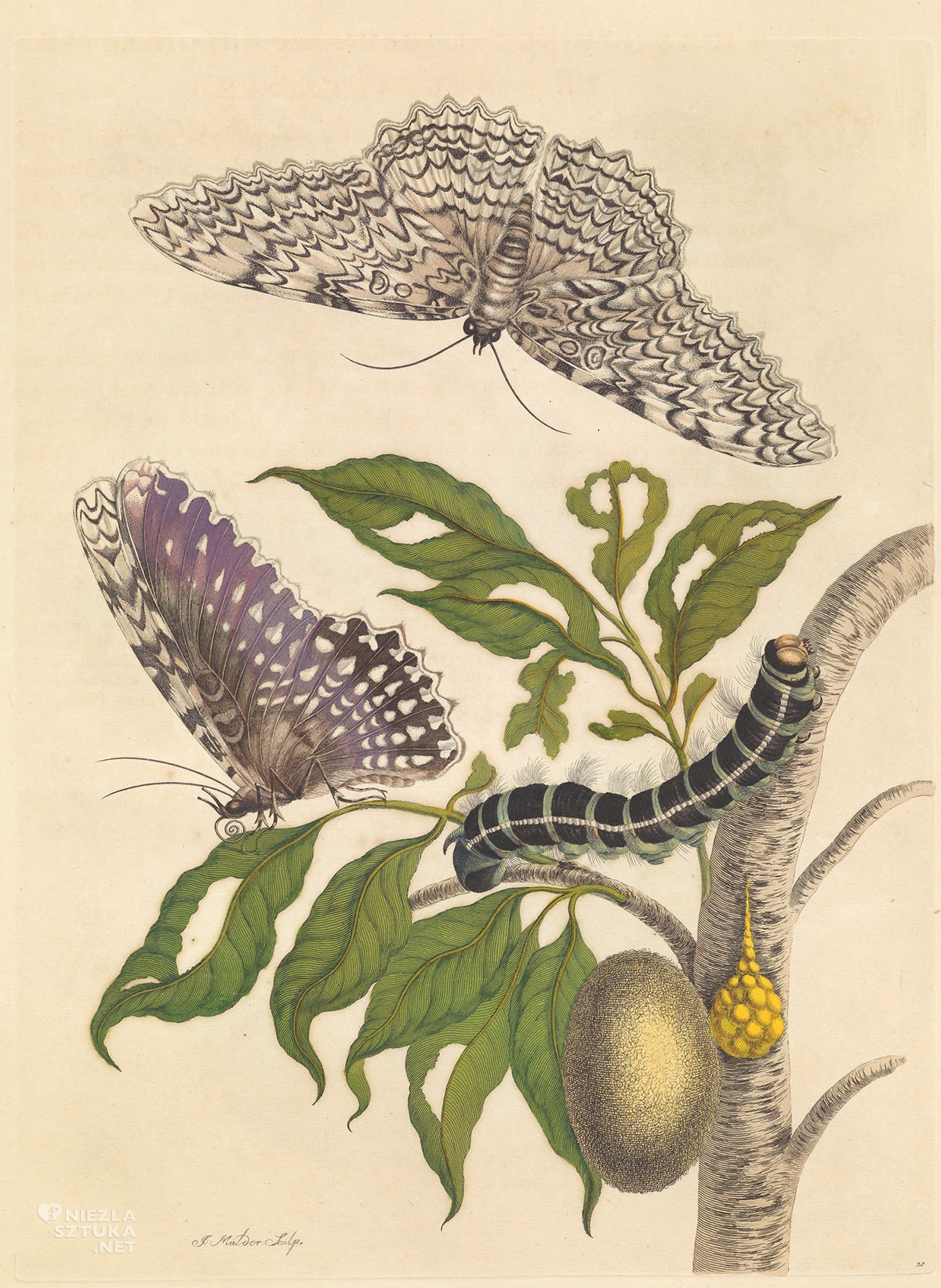 Maria Sibylla Merian, Metamorphosis insectorum Surinamensium, kobiety w sztuce, sztuka botaniczna, ilustracja,