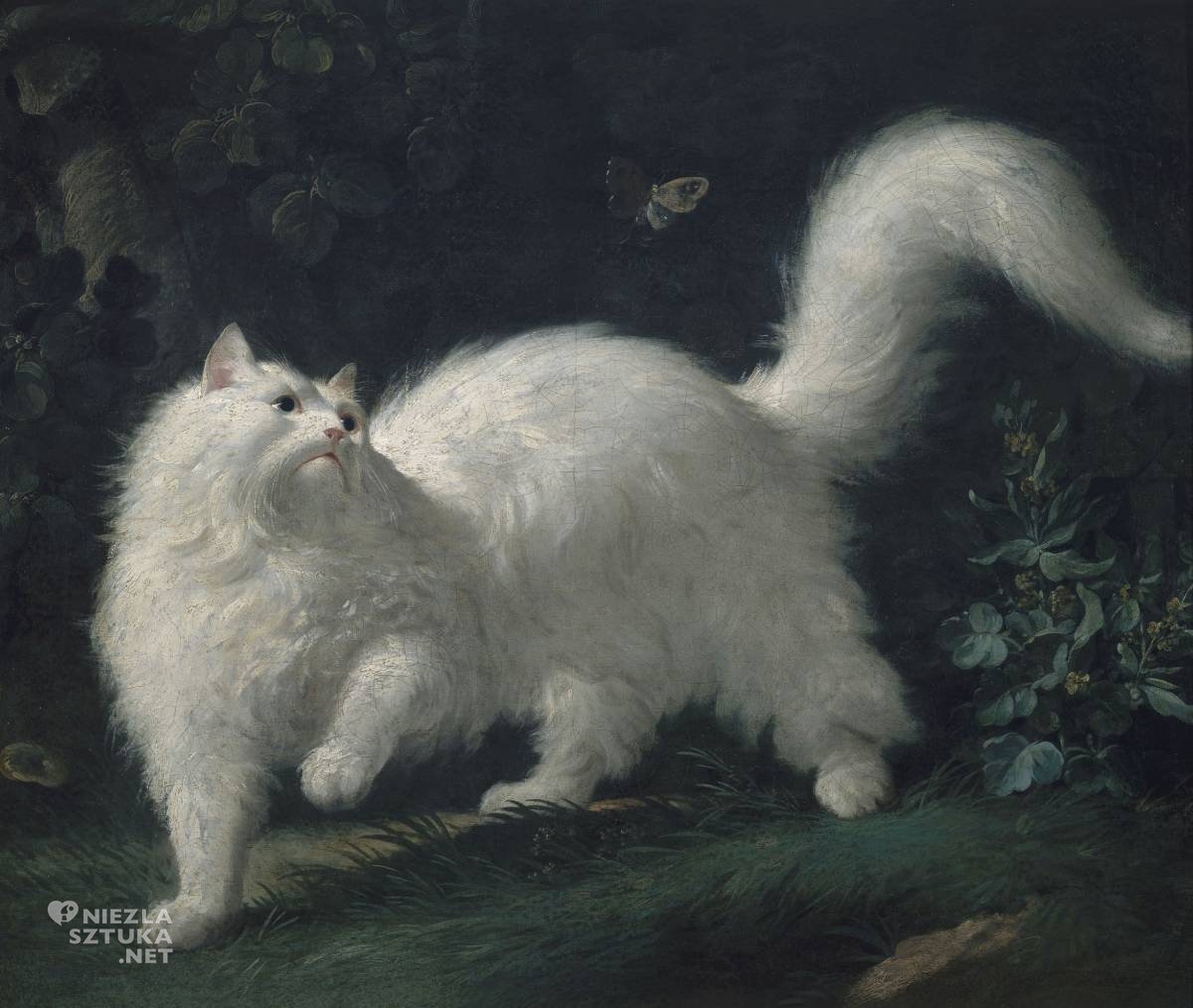 Jean-Jacques Bachelier, koty w sztuce, Niezła Sztuka