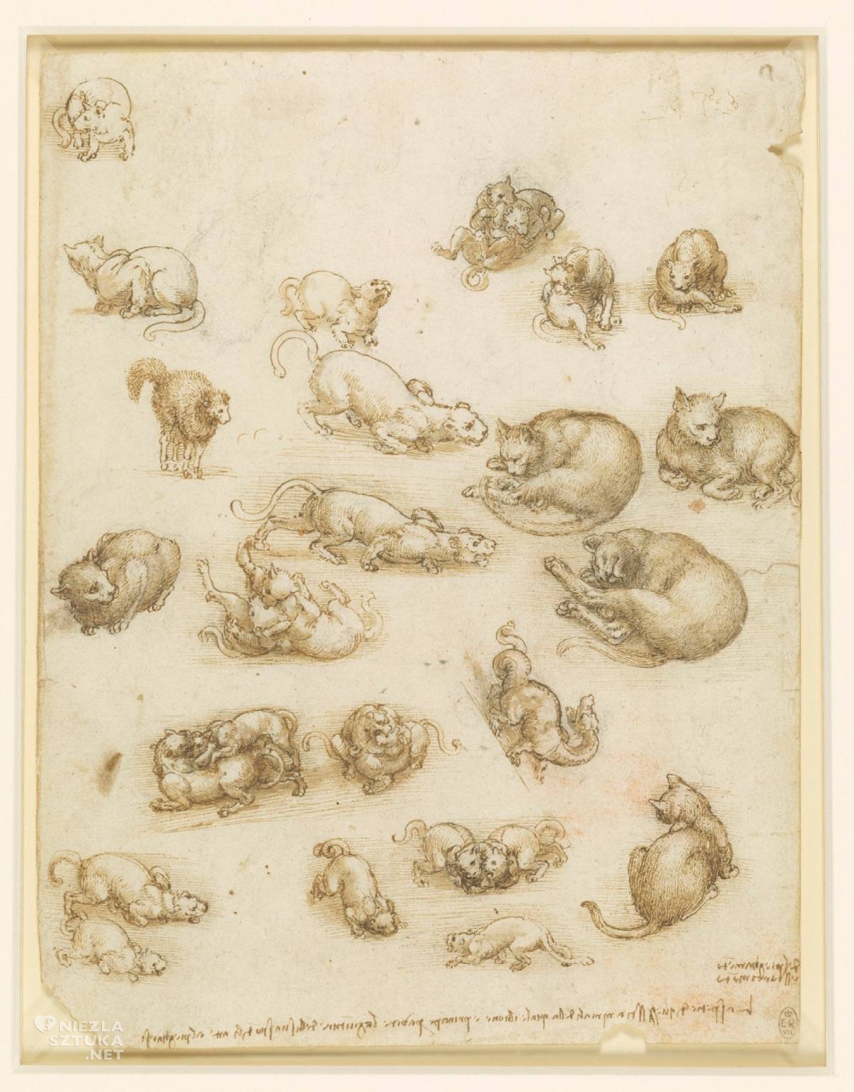 Leonardo da Vinci, Koty, lwy i smoki, renesans, koty w sztuce, Niezła Sztuka