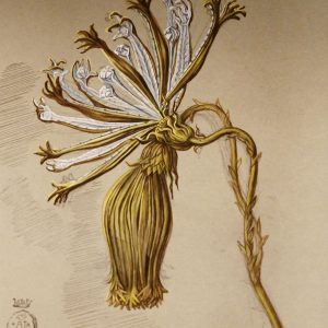 Salvador Dali, biżuteria, niezła sztuka