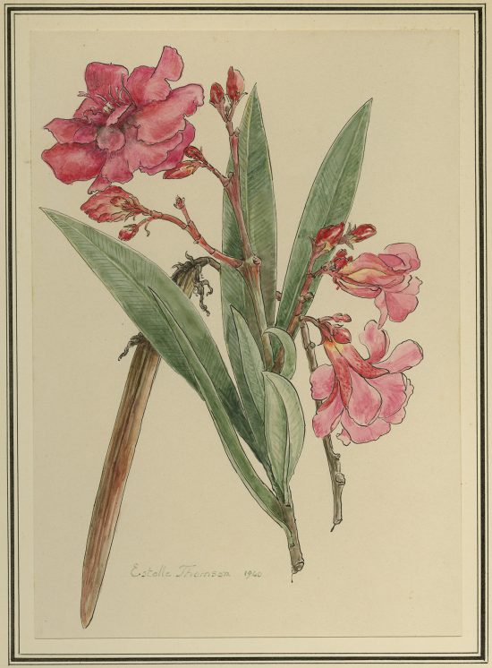 Oleander, kwiat, Niezła Sztuka