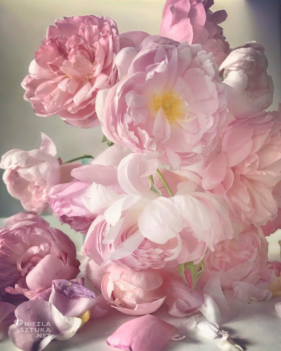 Nick Knight, Roses from my garden, fotografia, Niezła Sztuka