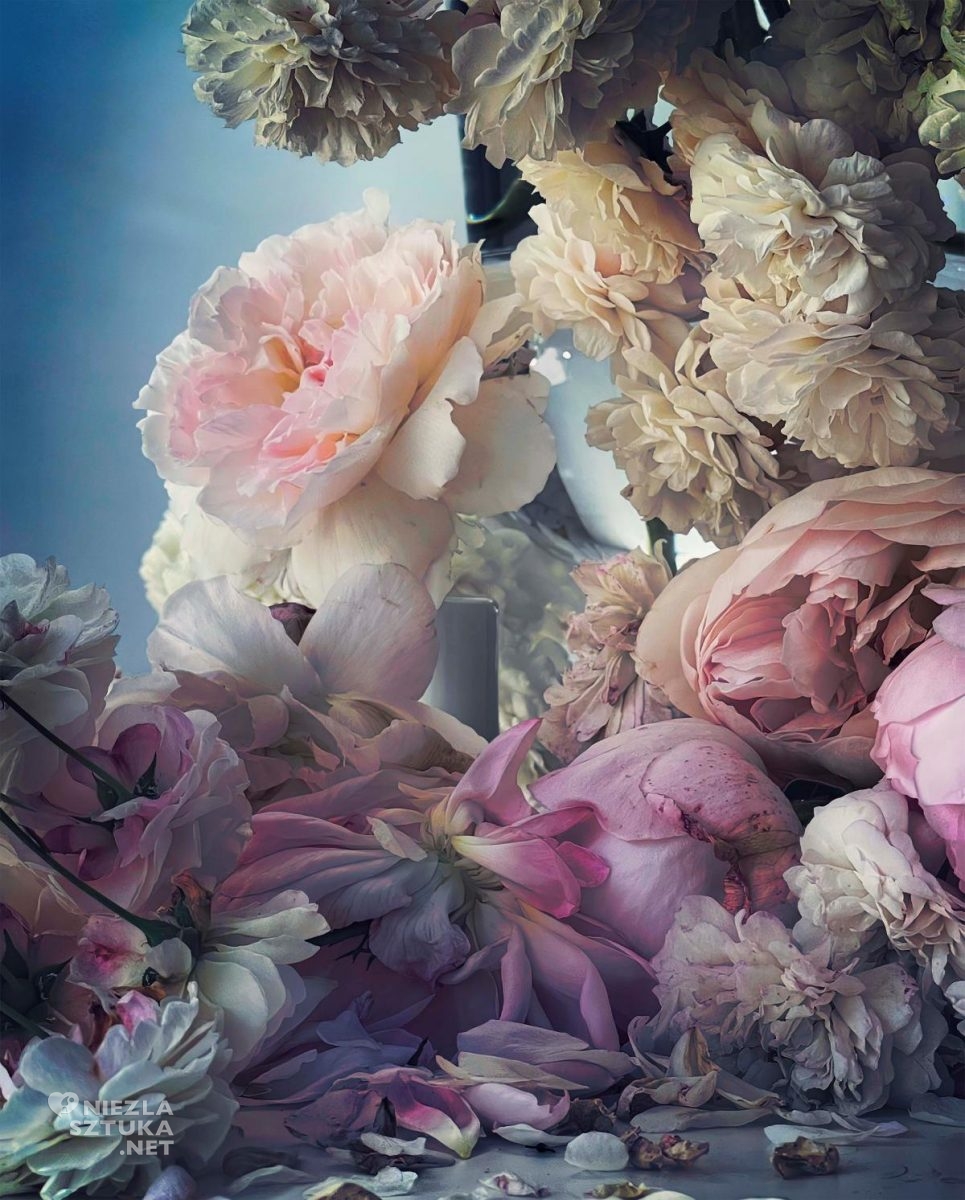 Nick Knight, Roses from my garden, fotografia, Niezła Sztuka