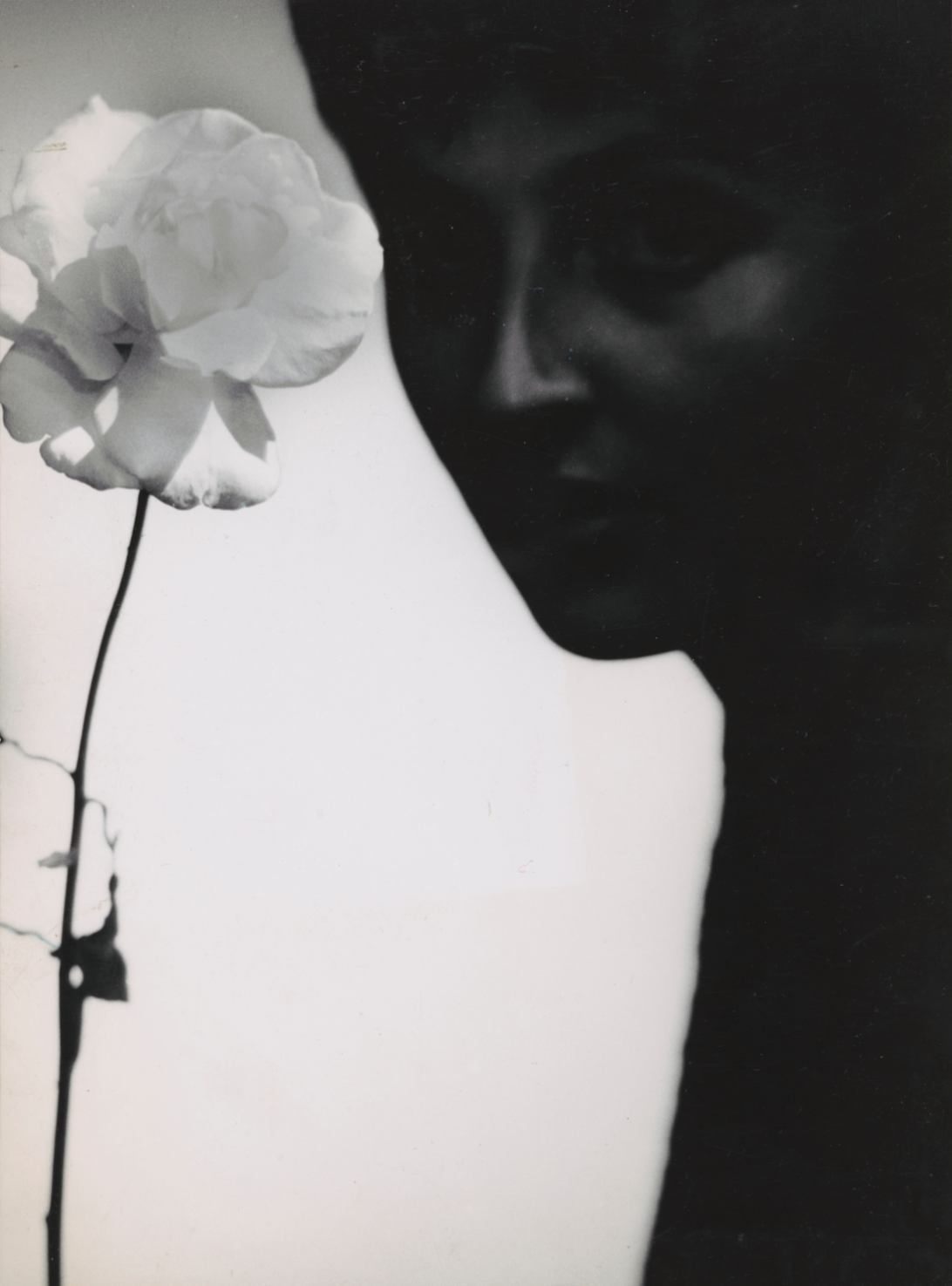 Helena Hartwig, Róża, fotografia, fotografika, niezła sztuka