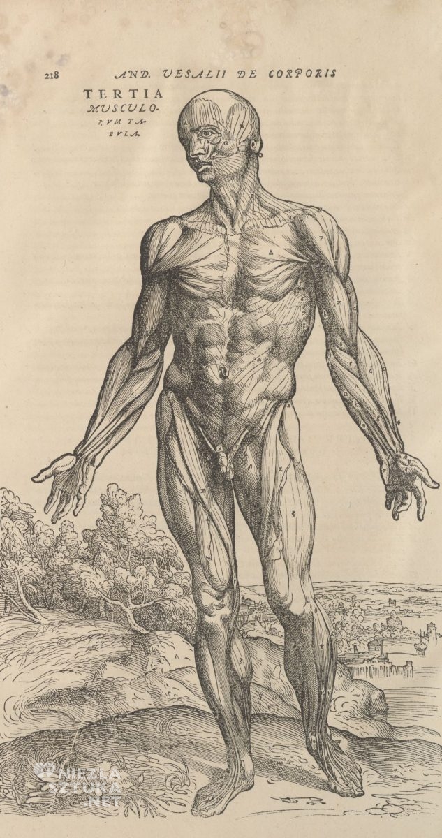 Andreas Vesalius, Postać écorché, odarty ze skóry, De humani corporis fabrica, Traktat o budowie ciała ludzkiego, niezła sztuka