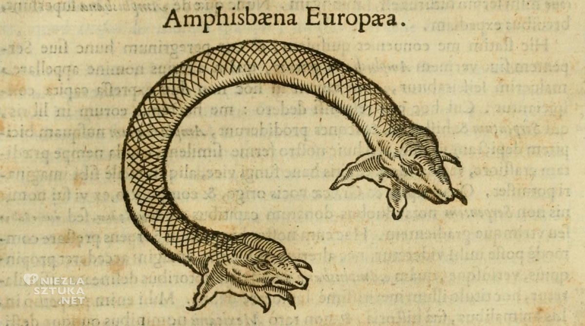 Amphisbaena Europea, meduza, wąż, Niezła Sztuka