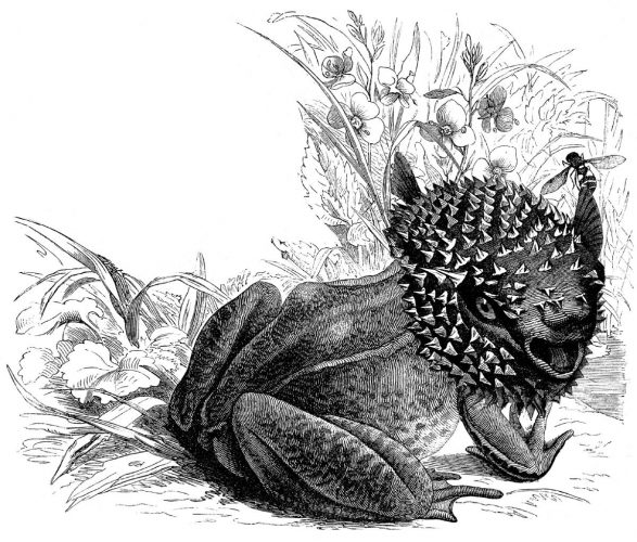 Daniel Mróz, Najeżaba, Zwierzydełka, Robert Stiller, mocak, ilustracja, niezła sztuka