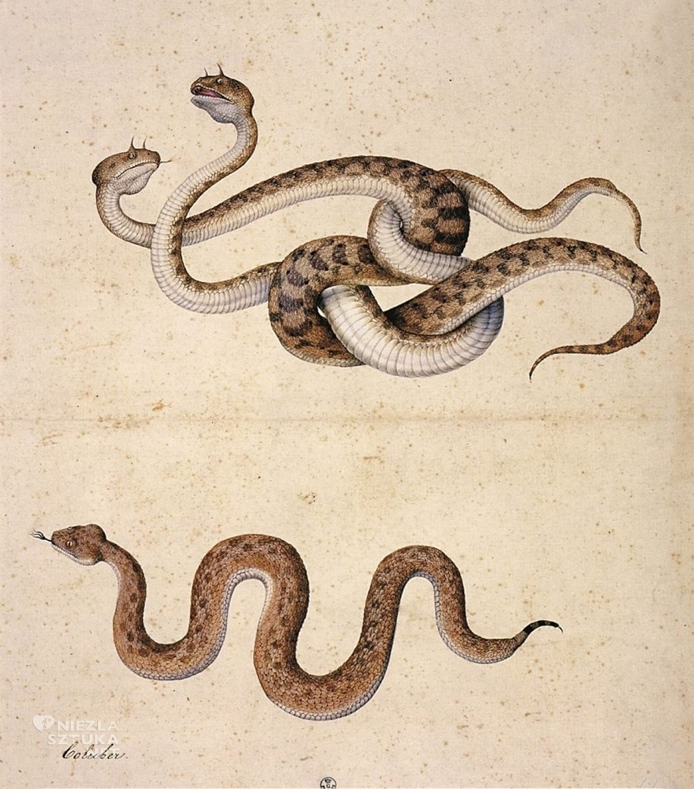 Jacopo Ligozzi, Dwa węże, niezla sztuka