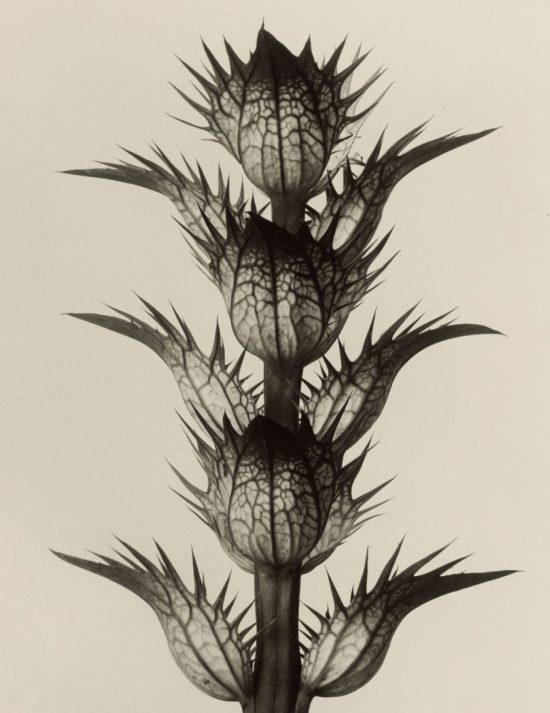 Karl Blossfeldt, fotografia, Niezła Sztuka
