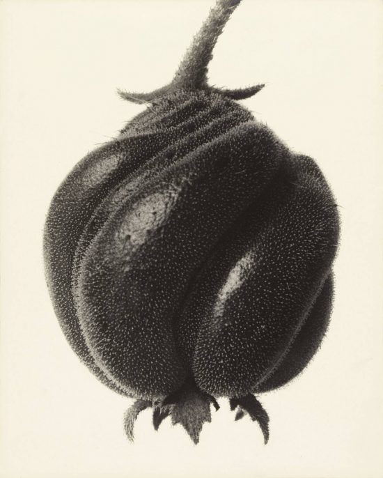 Karl Blossfeldt, fotografia, Niezła Sztuka