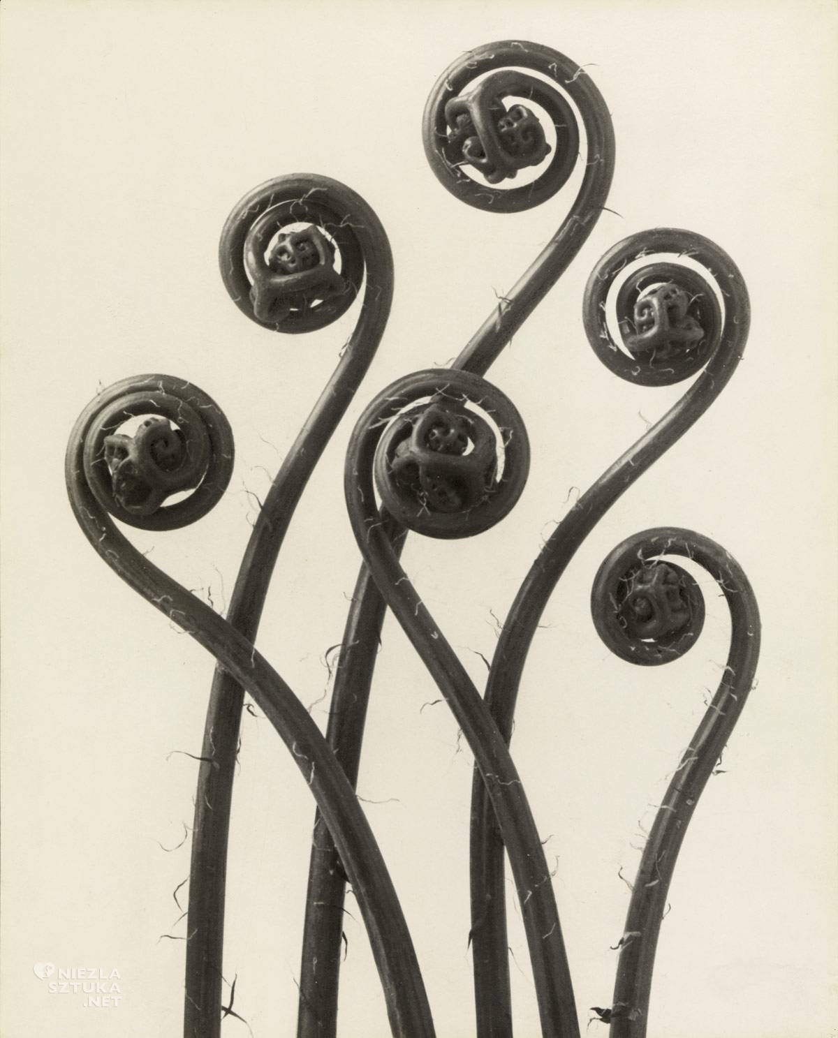 Karl Blossfeldt, fotografia, Niezła Sztuka