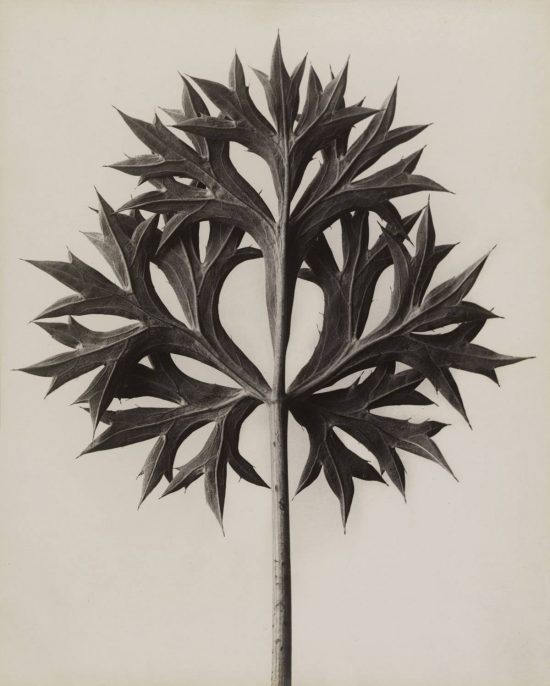 Karl Blossfeldt, fotografia, Niezła Sztuka