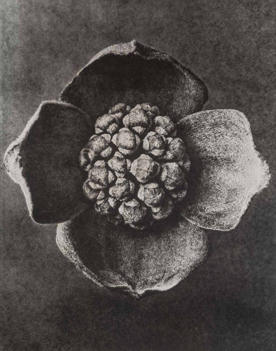Karl Blossfeldt, fotografia, Niezła Sztuka