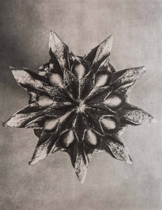 Karl Blossfeldt, fotografia, Niezła Sztuka