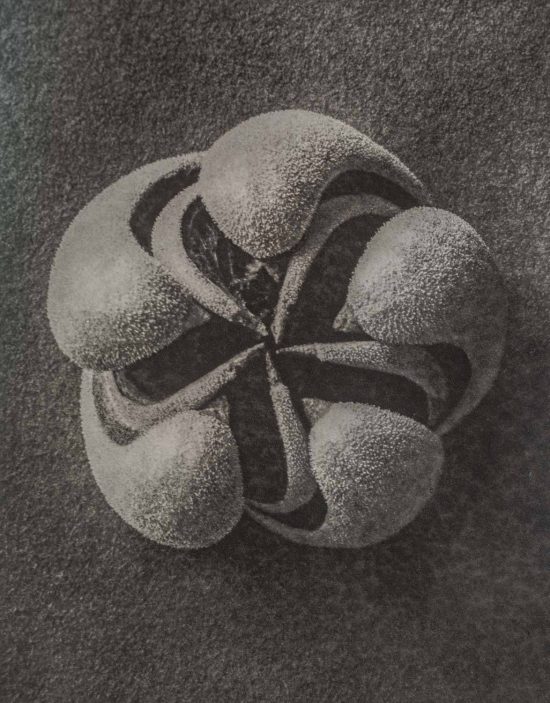 Karl Blossfeldt, fotografia, Niezła Sztuka