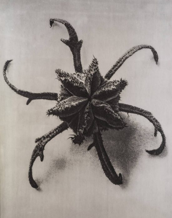 Karl Blossfeldt, fotografia, Niezła Sztuka