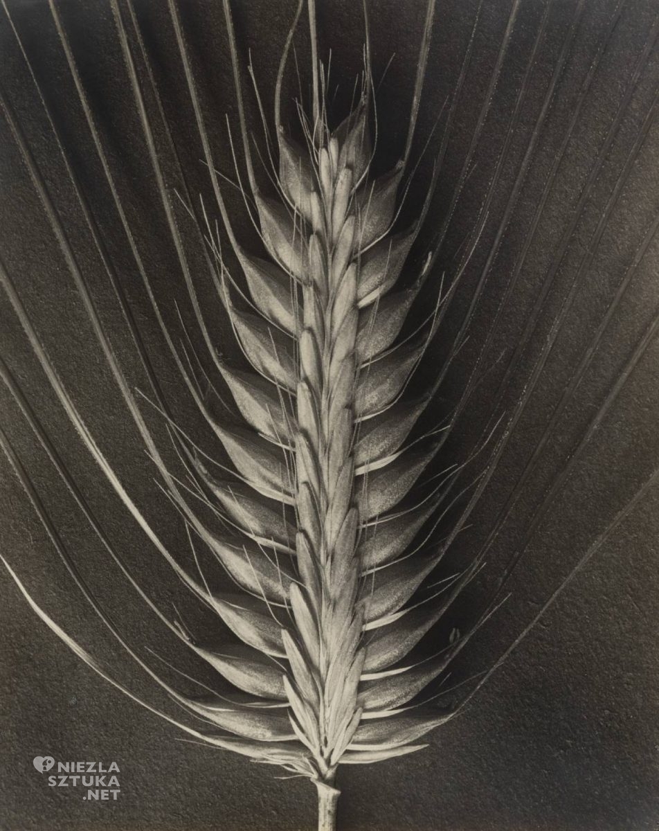 Karl Blossfeldt, fotografia, Niezła Sztuka