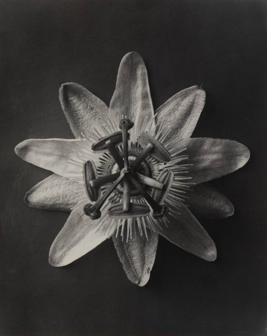 Karl Blossfeldt, fotografia, Niezła Sztuka