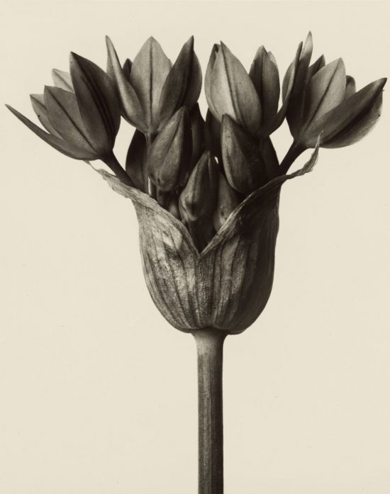 Karl Blossfeldt, fotografia, Niezła Sztuka